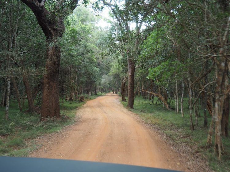 dirt roads in wilpattu national park