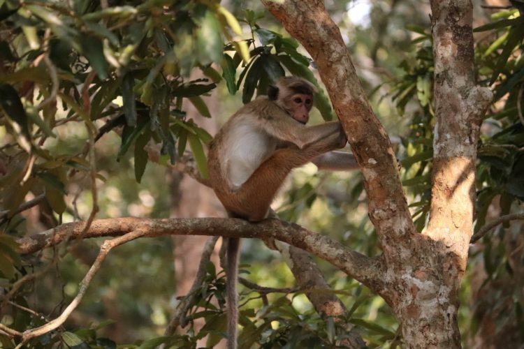monkey in trees at wilpattu