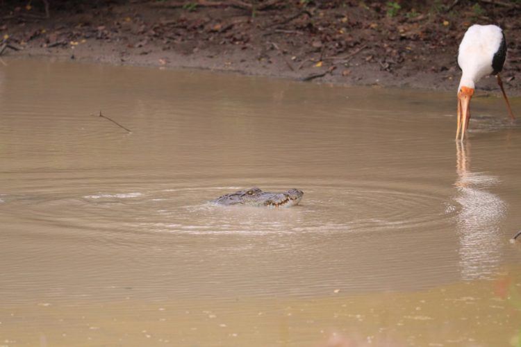 crocodile in wilpattu national park safari