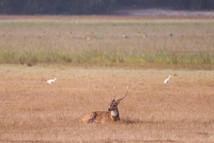 spotted deer lying down in wilpattu national park