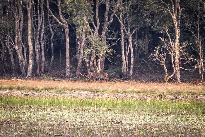 leopard in the forest at wilpattu