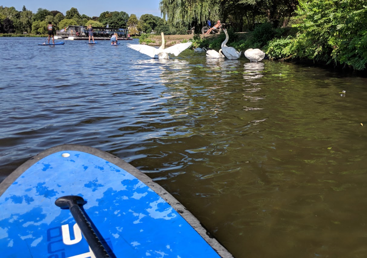 swans while sup in hamburg