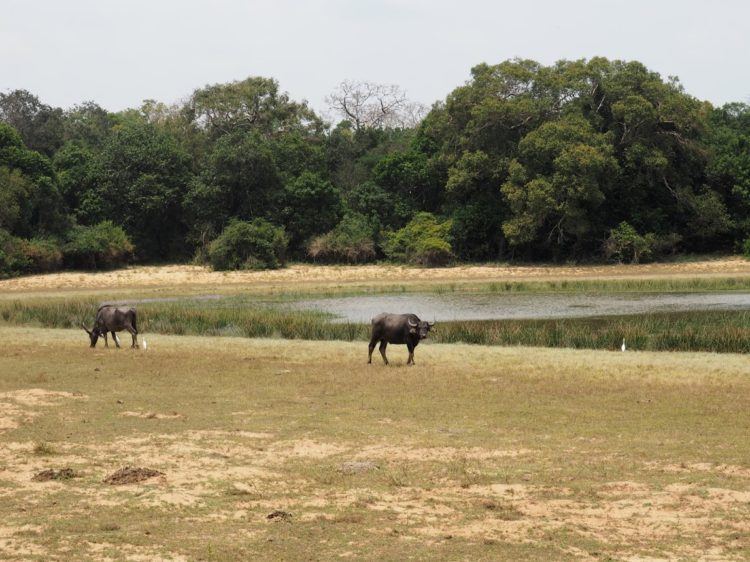 water buffalo wilpattu national park animals