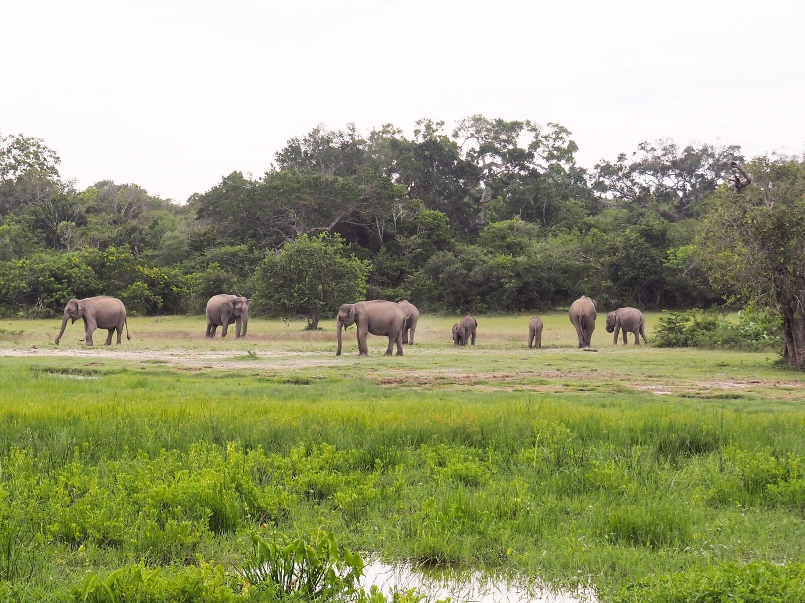 sri lanka elephants