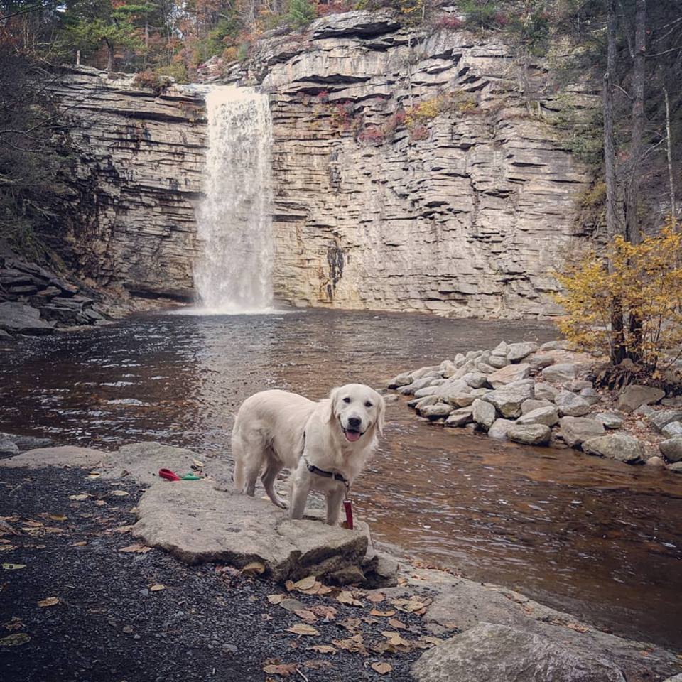 dog in front of waterfall at hudson valley ny