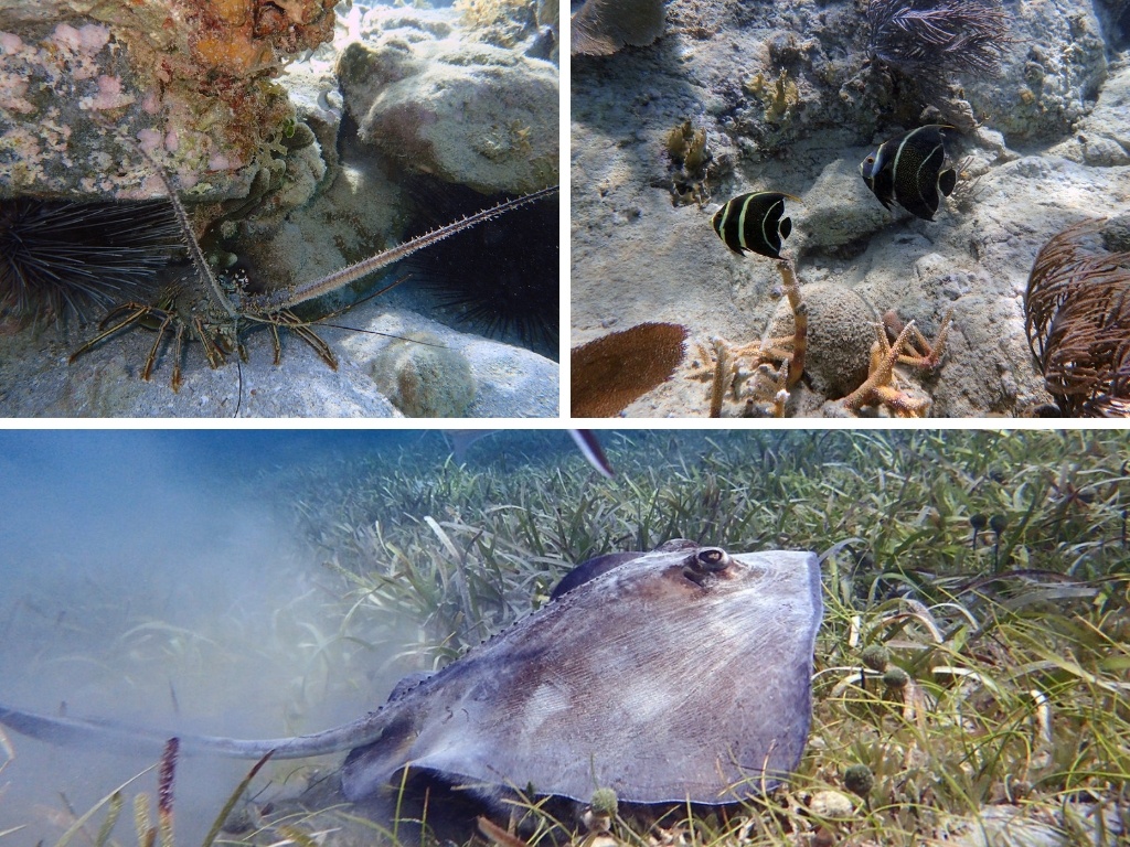 culebra snorkeling playa tamarindo