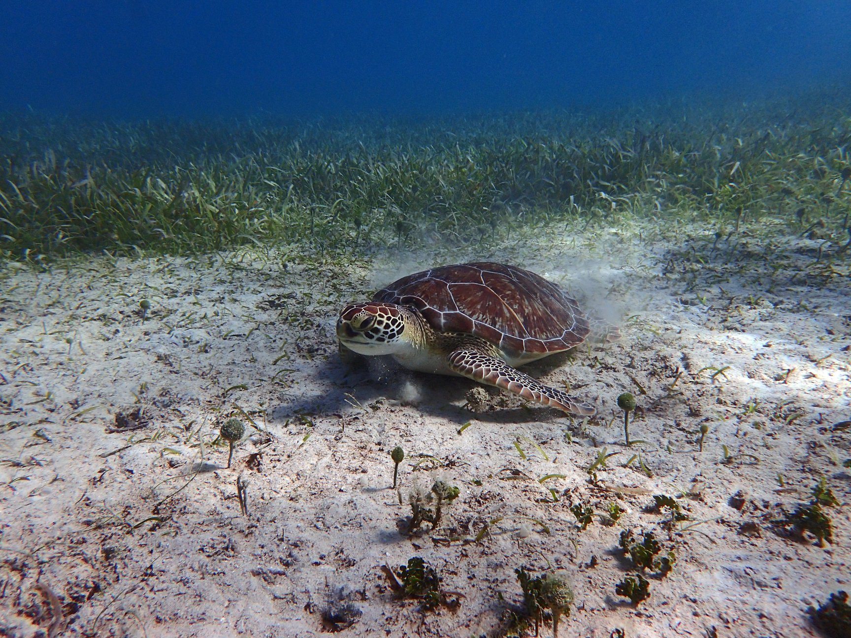 Turtle while snorkeling at Playa Tamarindo