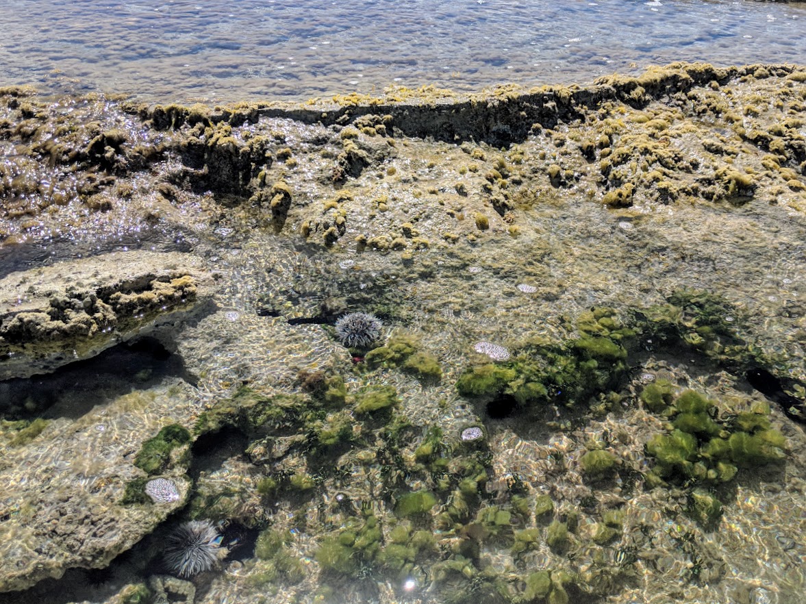 vieques tidepools