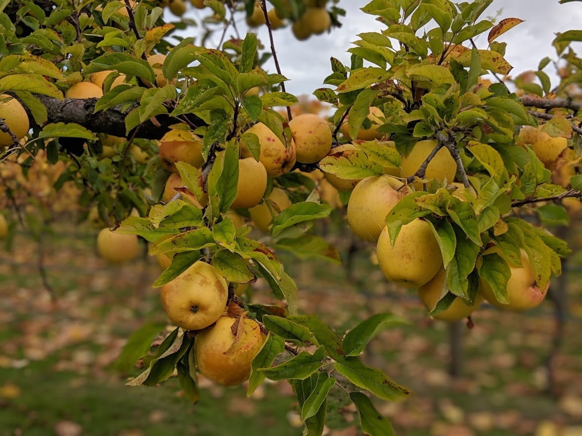 tasmania apples