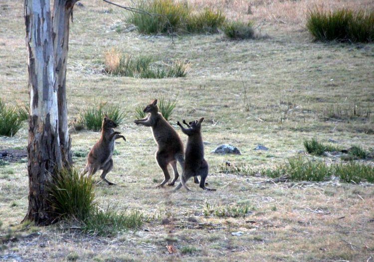 wallaby while on tasmania holidays
