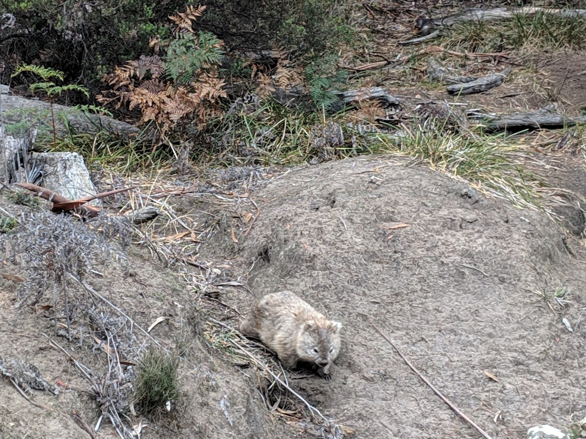 Wombat on Maria Island