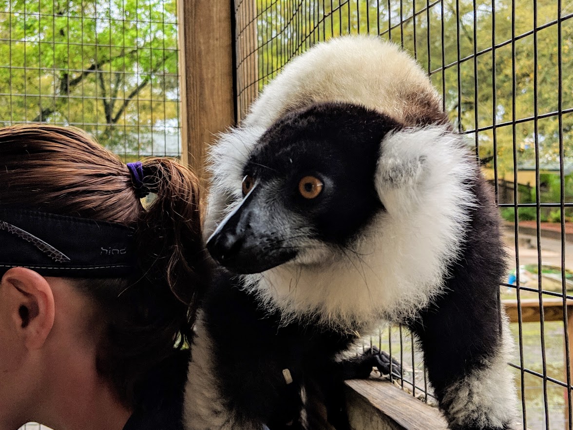 gulf shores zoo lemur encounter