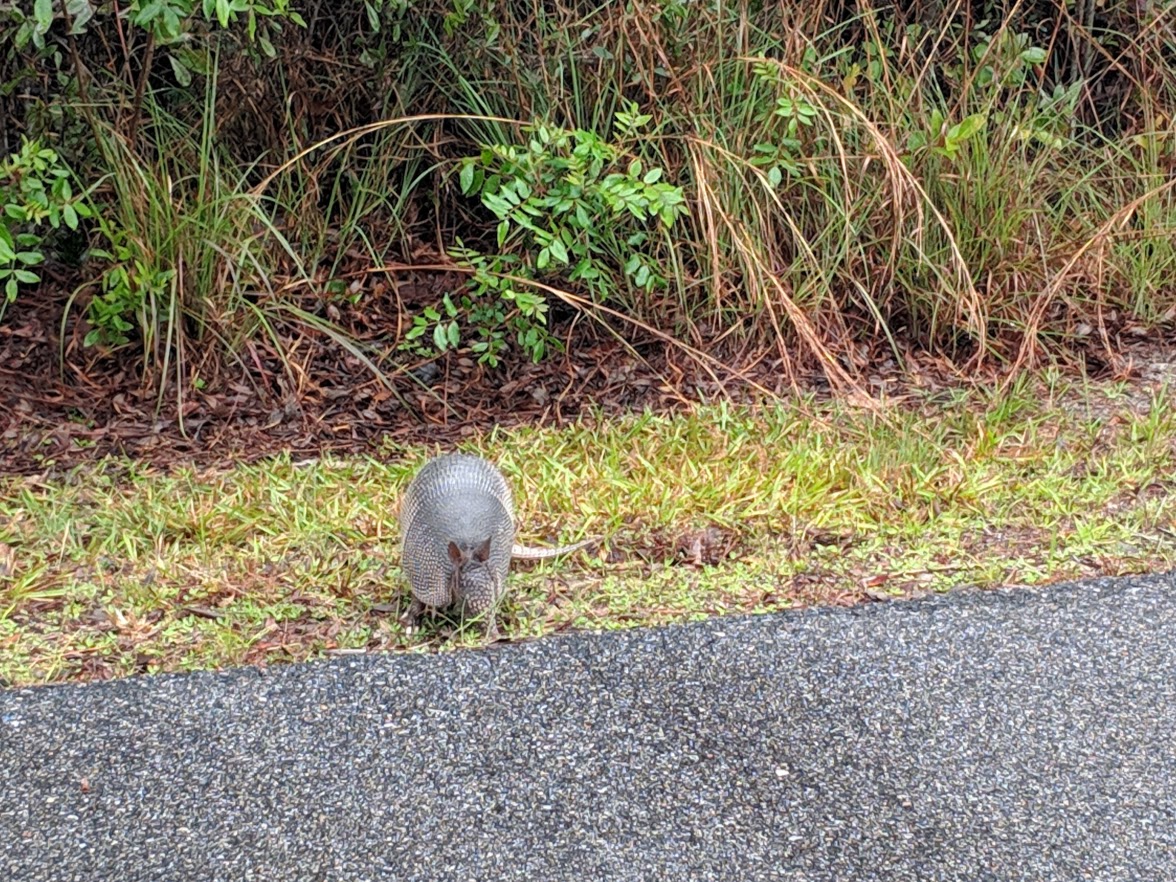 orange beach armadillo