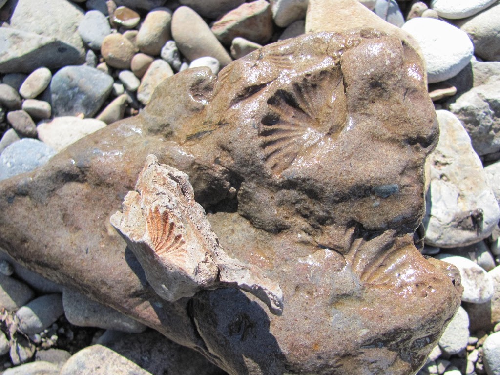 maria island fossils