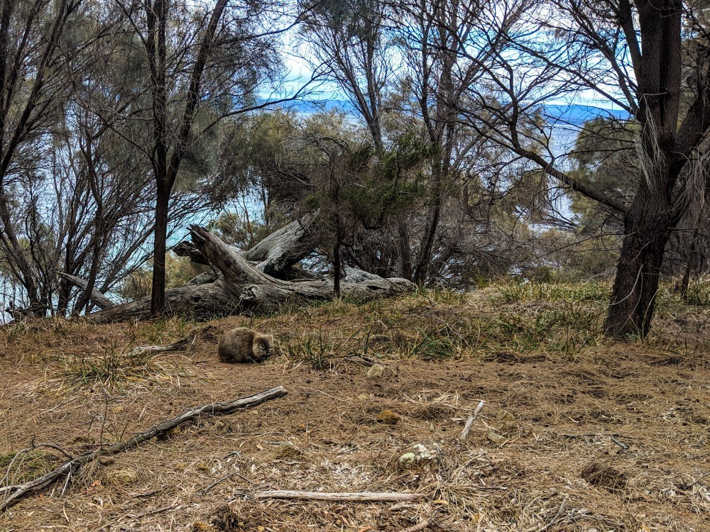 maria island wombat