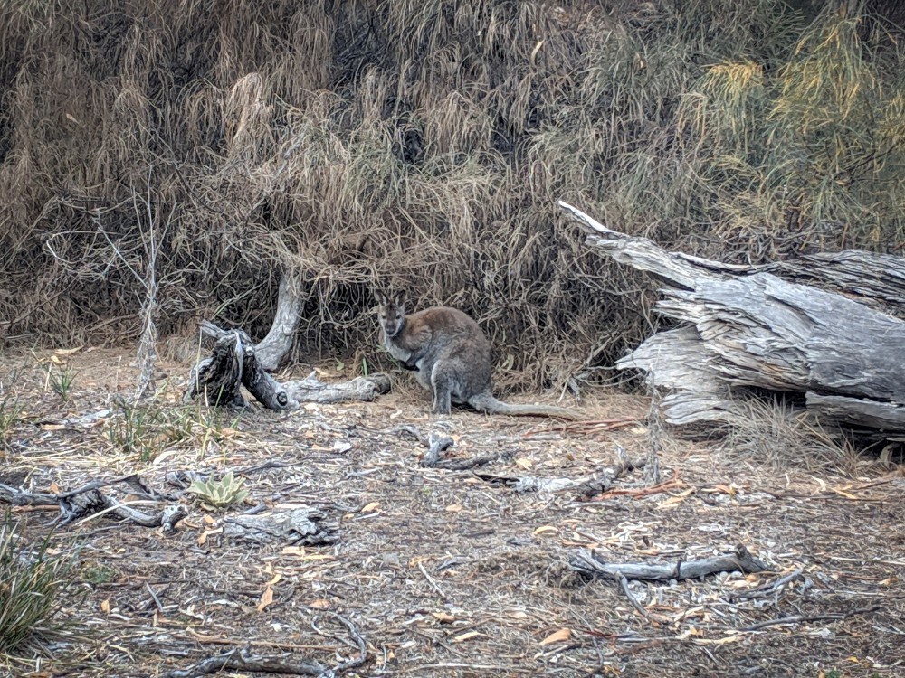 wallaby maria island