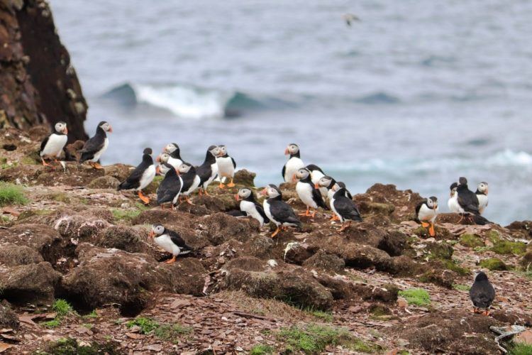 puffins near the water