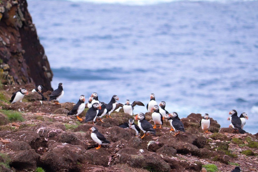 Where to See Some of the 600,000 Puffins in Newfoundland