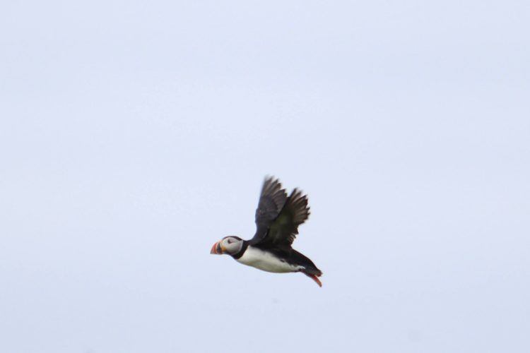 puffin in-flight