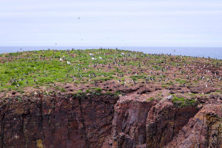 hundreds of puffins at a distance