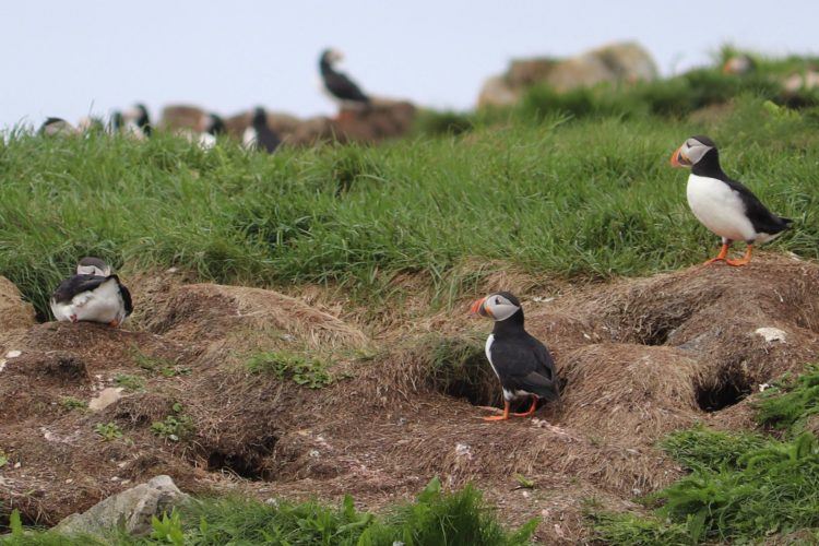 Newfoundland puffins guarding holes on a cliff