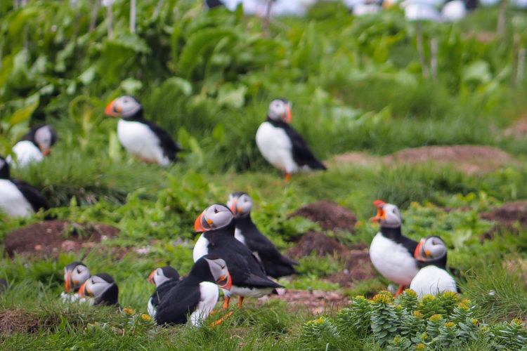 orange beaks on puffins