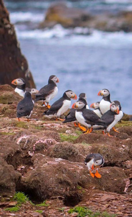 puffins in Newfoundland on a cliff