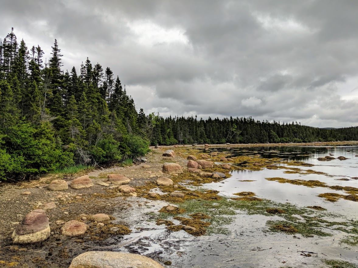 pine trees on a lake in newfoundland canada