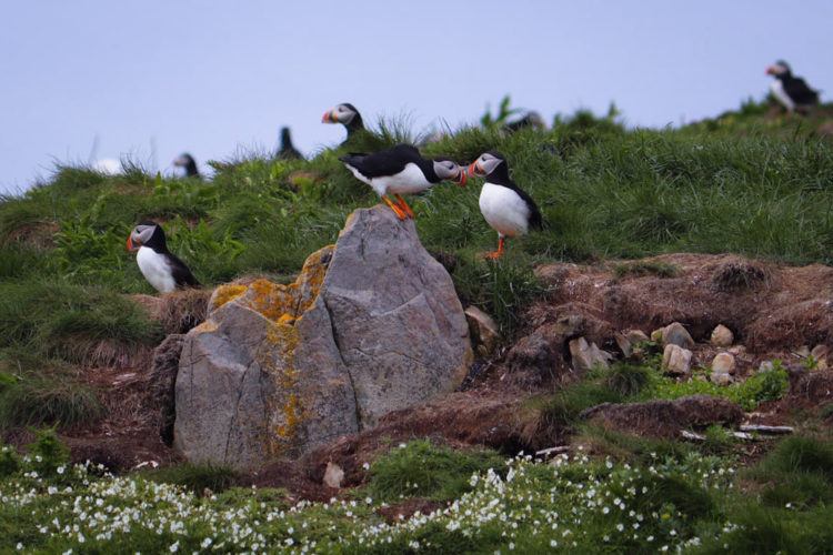 Pretty couple of puffin watching nature ... | Stock Video | Pond5