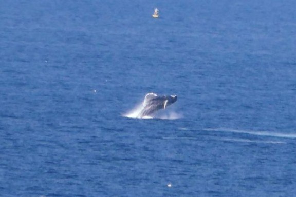 Whale breaching off the shore of Cape Spear, Newfoundland