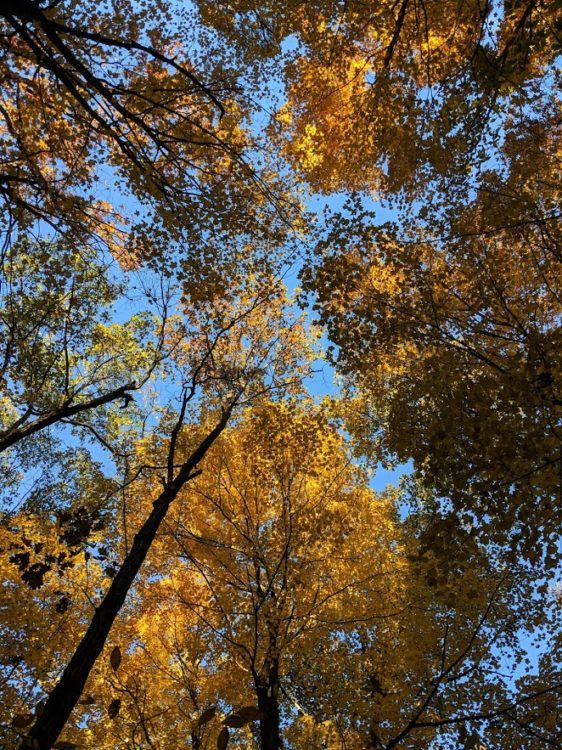 orange trees in fall in hudson valley