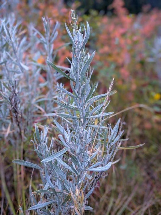 prairie sage closeup