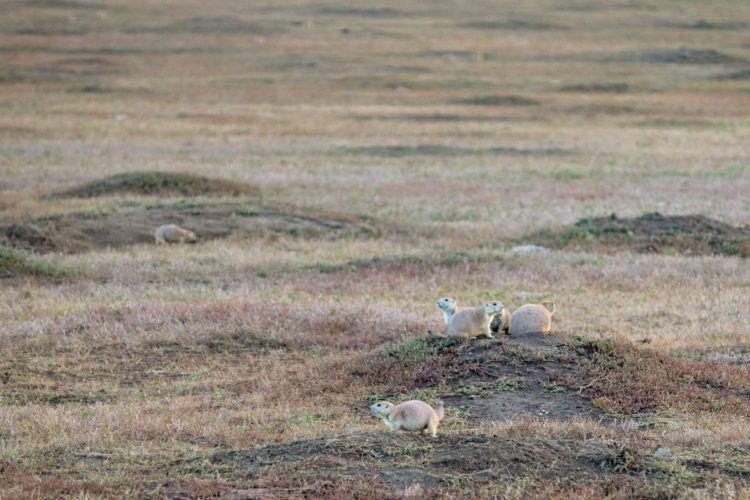 prairie dog village in north dakota