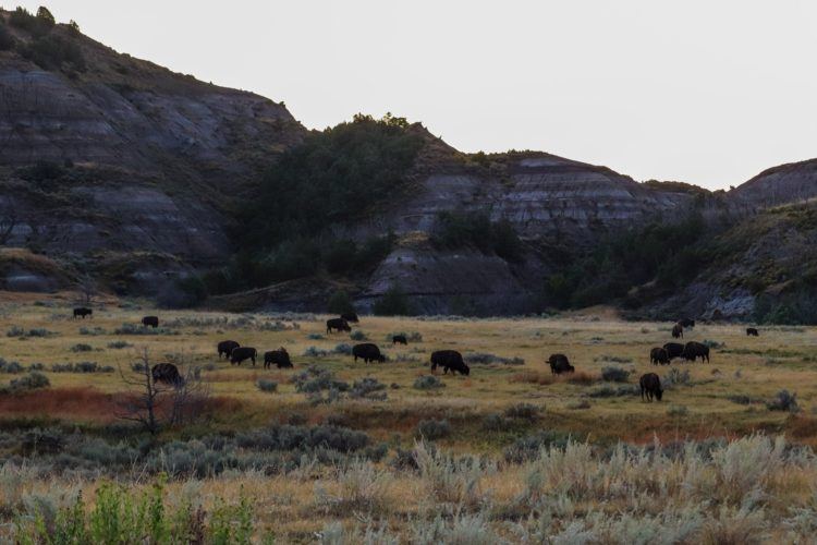 herd of bison in north dakota