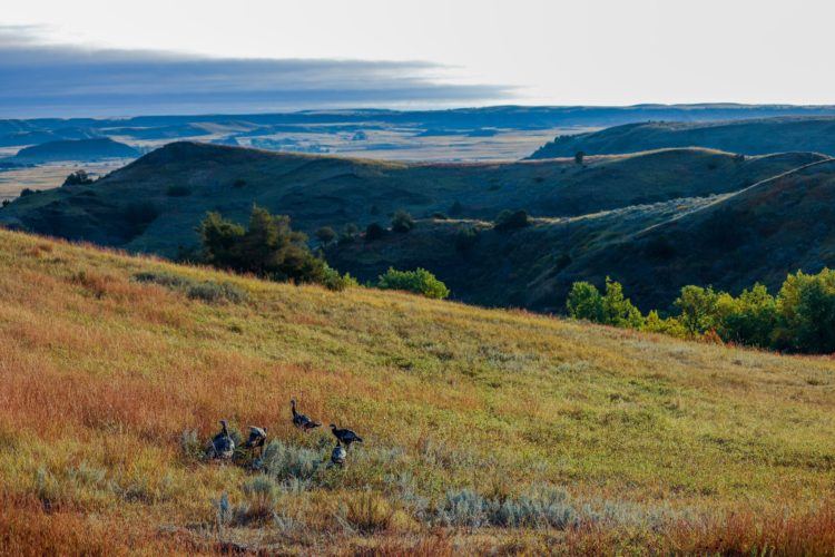 birds in north dakota national park