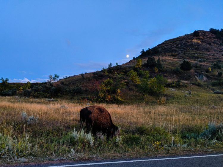 bison in twilight in theodore roosevelt national park