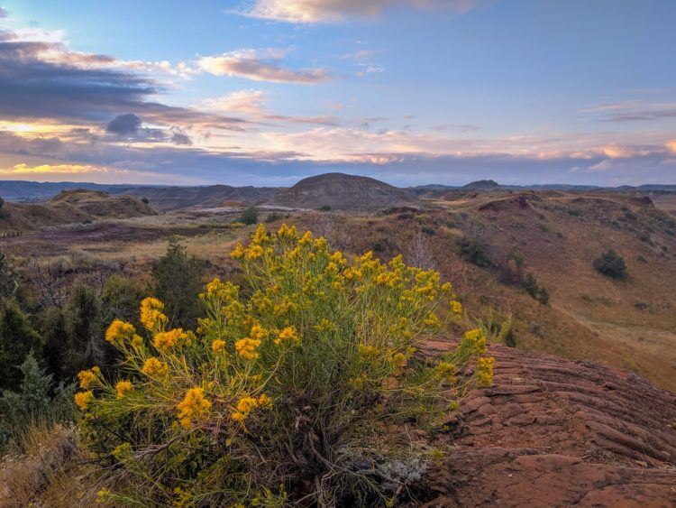 wildflowers in theodore roosevelt national park