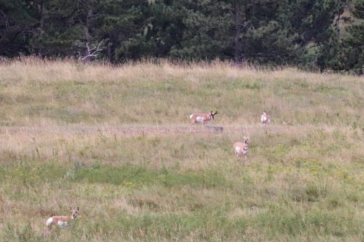 Antelope along Custer Wildlife Loop Road