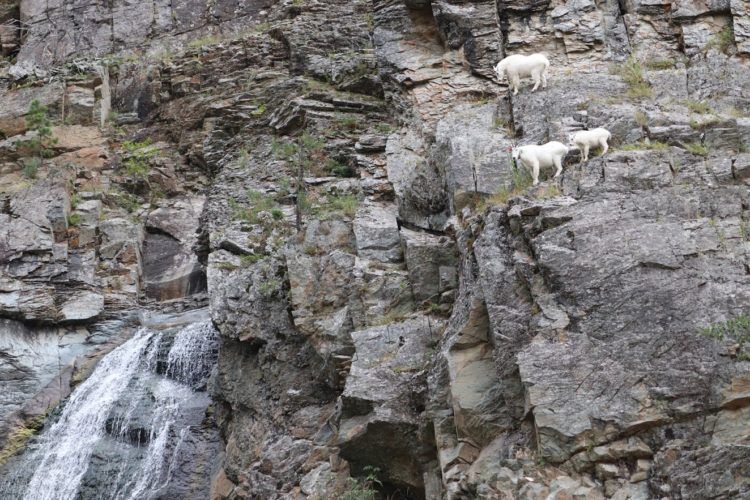 Mountain goats on the rocks 