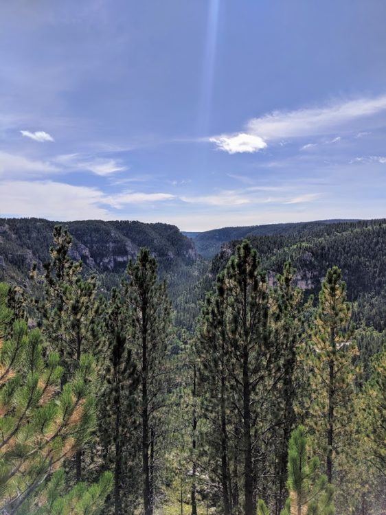 view of forest from summit of 76 trail