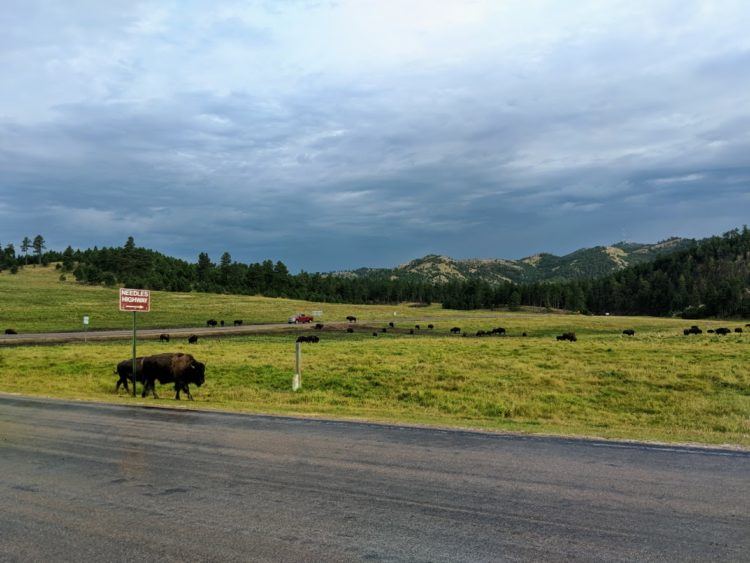 bison on wildlife loop road