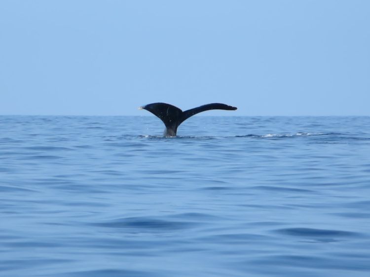 whale tail on the big island hawaii