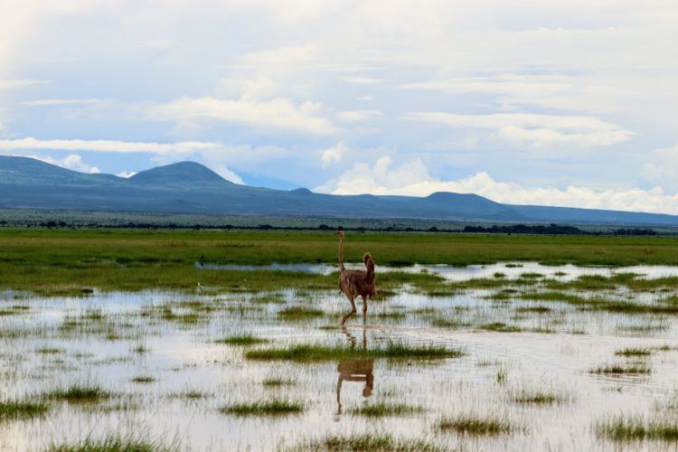 ostrich in amboseli safari