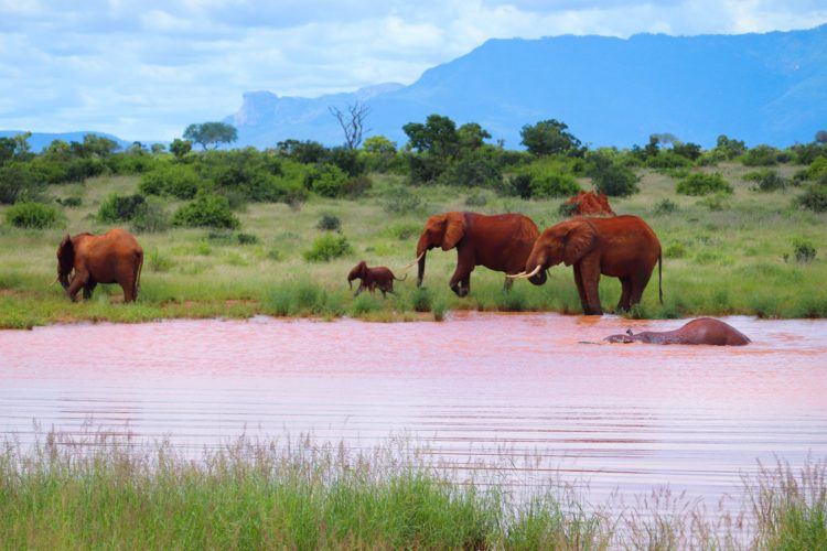 elephants on a kenya safari