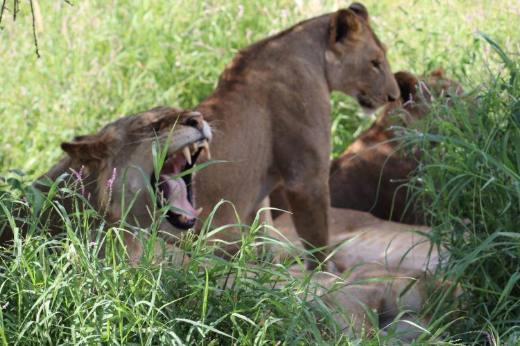 lions in tsavo east national park