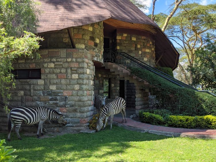 zebra at sopa lodge