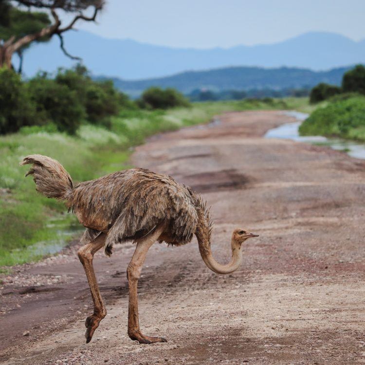somali ostrich in amboseli national park