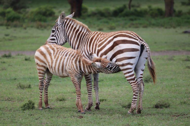 baby zebra nursing on crescent island