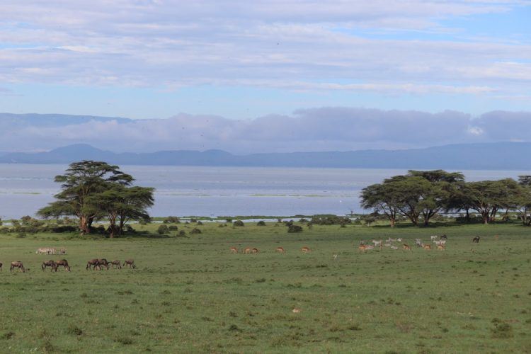 overlooking lake naivasha