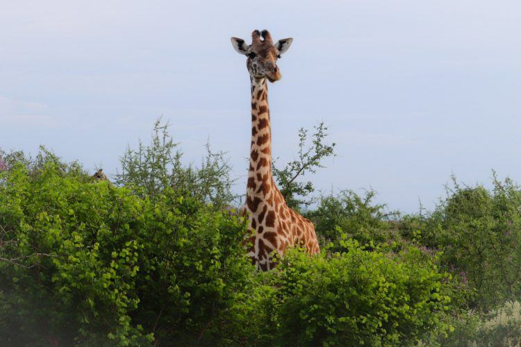giraffe on kenya wildlife safari
